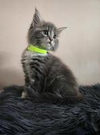 Maine coon kittens. Waarvan 1 met polydactyl, Meerdere dieren, Ontwormd, 0 tot 2 jaar