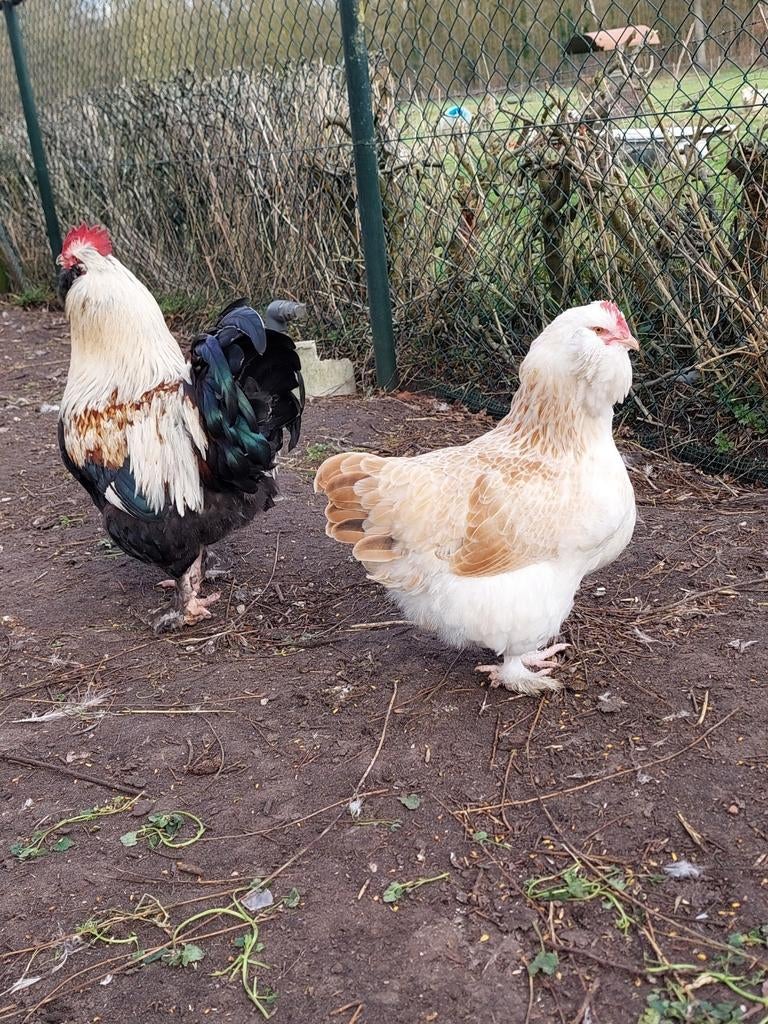 Broedeieren zalmkleurige Faverolles kippen, Dieren en Toebehoren, Pluimvee, Geslacht onbekend, Kip