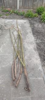 Wilgentenen, Ophalen, Overige soorten