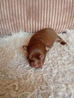 4 Pomchi x Chihuahua pups, 8 tot 15 weken, Meerdere, Meerdere dieren, Chihuahua