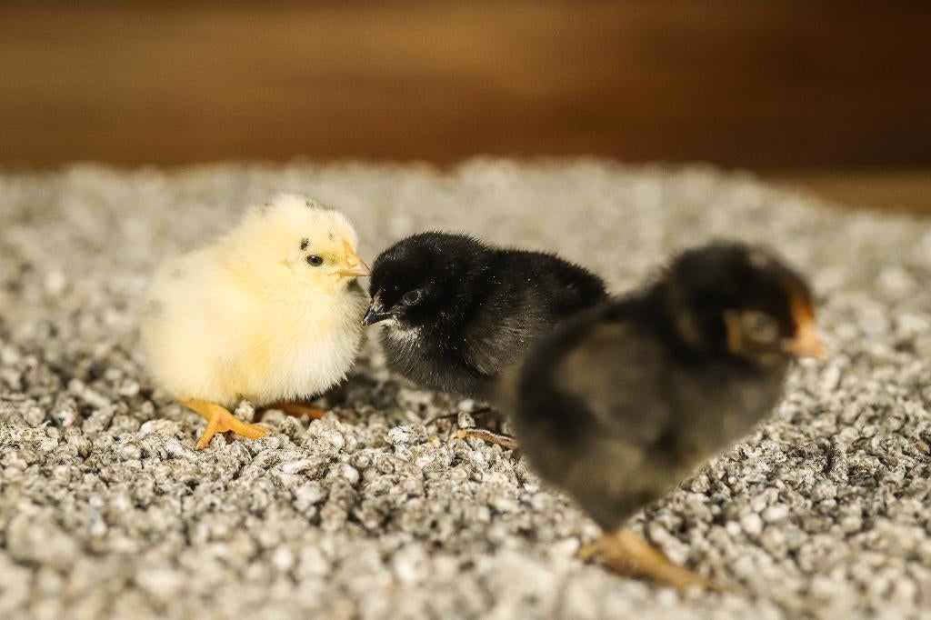 Wyandotte groot kippenkuikens | Gesekst en Ingeënt, Vrouwelijk, Kip