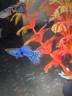 Bleu tiger mannen, Dieren en Toebehoren, Vissen | Aquariumvissen, Vis, Zoetwatervis, Schoolvis