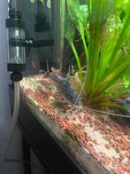 Pimelodus pictus meerval, Dieren en Toebehoren, Vis, Zoetwatervis, Schoolvis