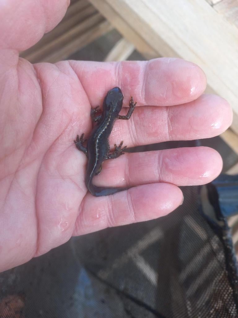 salamanders, 0 tot 2 jaar
