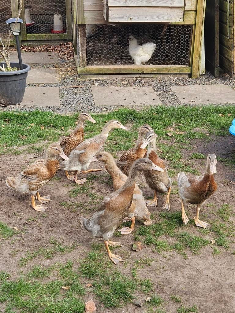 Loopeenden te koop, Meerdere dieren, Eend