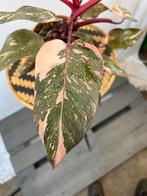 Philodendron Pink Princess Marble - 12cm pot, Huis en Inrichting, Kamerplanten, Ophalen of Verzenden