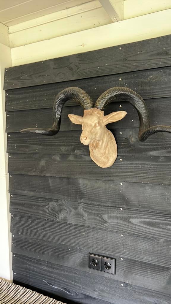 Dieren schedels, Ophalen of Verzenden, Zo goed als nieuw