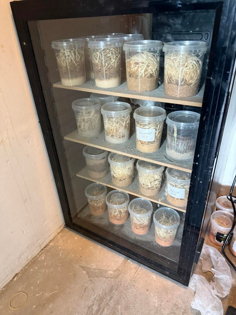 Kast voor fruitvliegen, Ophalen, Zo goed als nieuw