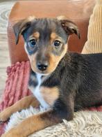 Mooie puppy te koop, 8 tot 15 weken, Teef, Parvo, Eén hond