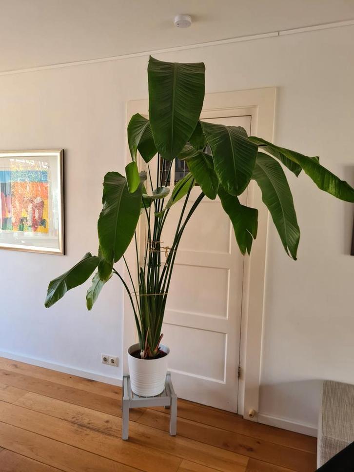 Strelitzia Nicolai - Paradijsvogelbloem groot , Huis en Inrichting, Kamerplanten, 200 cm of meer, Halfschaduw, Ophalen