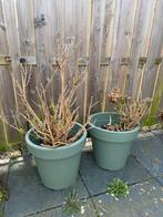 Diverse hortensia, Tuin en Terras, Ophalen, Overige soorten, Halfschaduw