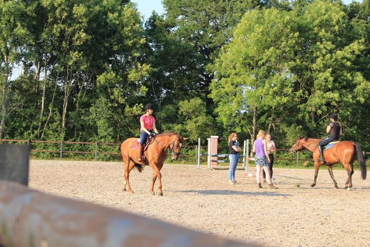 Allround instructie/beleren voor wagen aangeboden, Diensten en Vakmensen, Dieren | Paarden | Verzorging, Oppas en Les, Gedragstraining