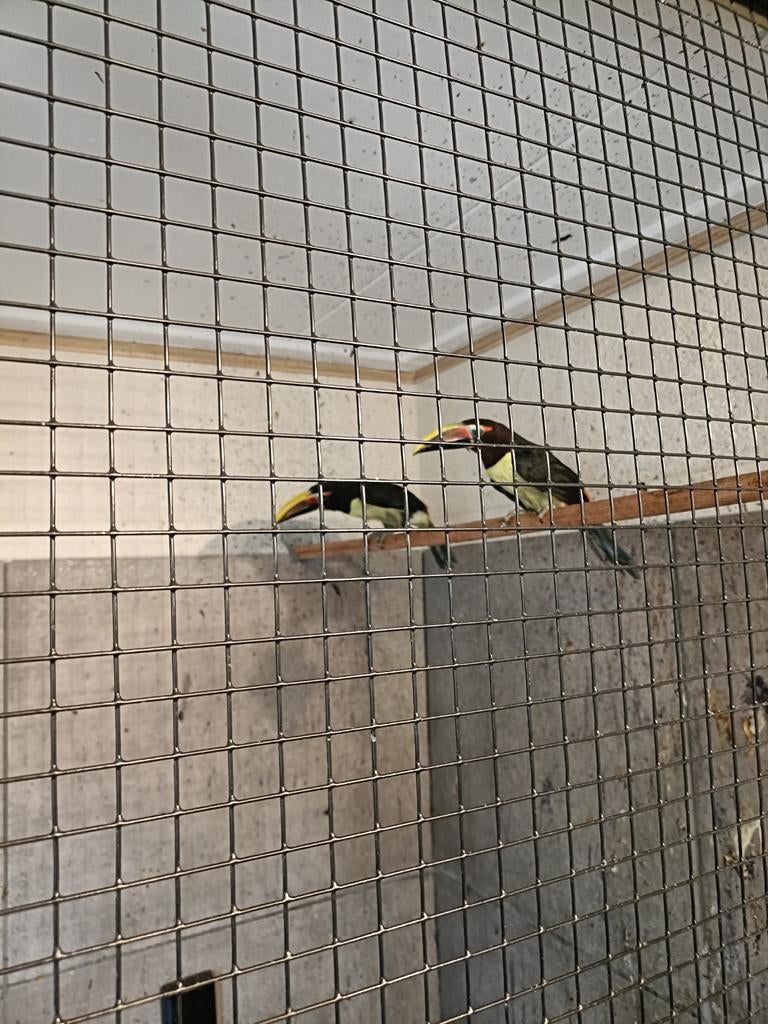 Koppel Groene arassari 2024, Dieren en Toebehoren, Meerdere dieren