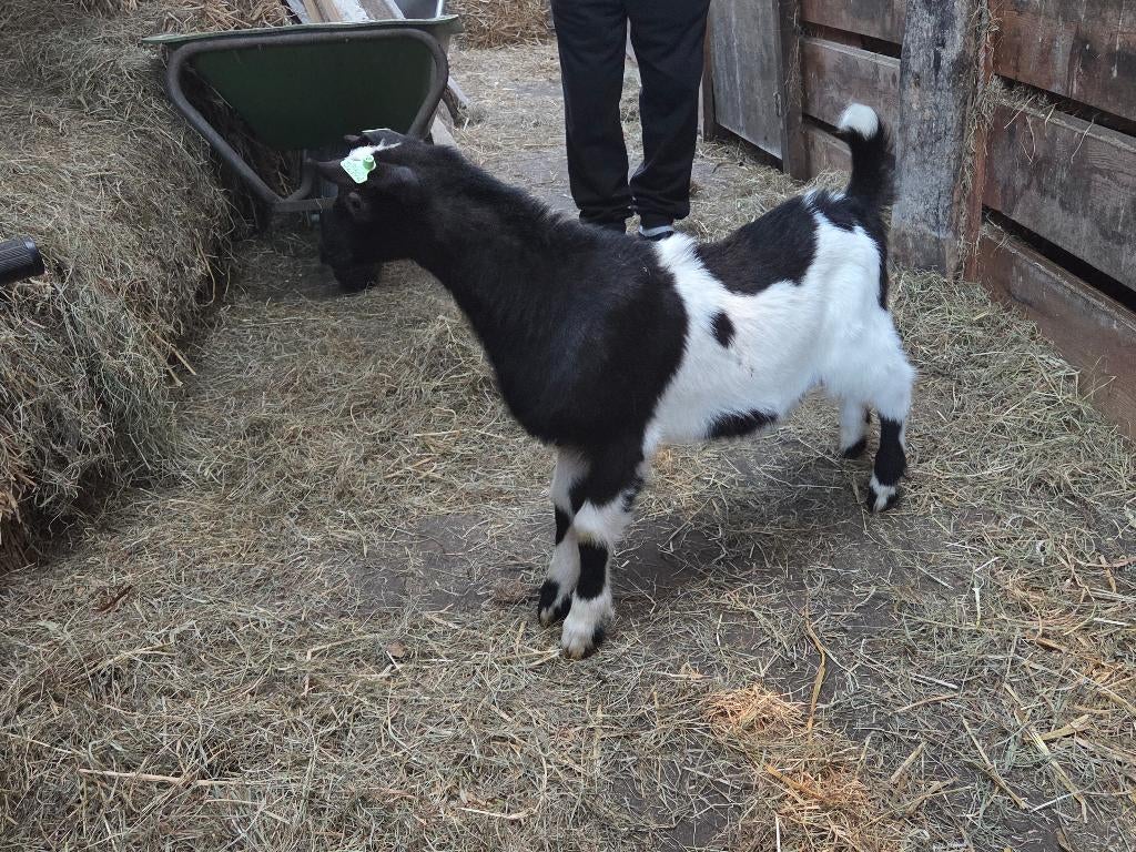 Jonge zwartbonte stamboek bokken, per aug CW certificeert, Dieren en Toebehoren, Mannelijk, Geit, 0 tot 2 jaar