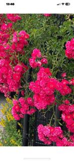 Klim Rooz €5, Tuin en Terras, Ophalen of Verzenden, Overige soorten, Volle zon