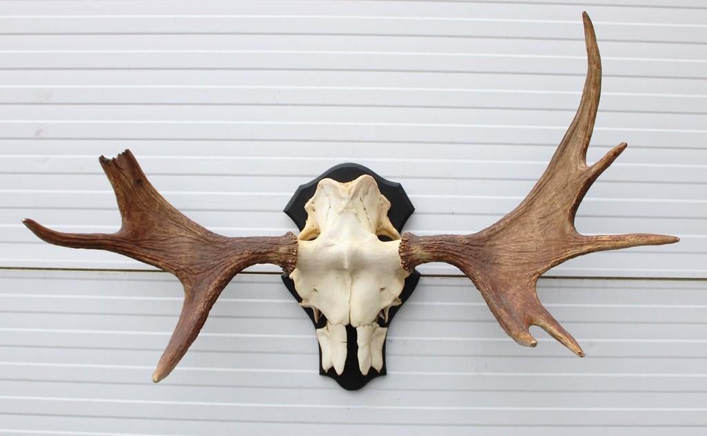 Opruiming: SCANDINAVISCH ELAND GEWEI OP SCHILD (ref. BOC), Verzamelen, Ophalen, Gebruikt, Hert, Gewei of Kop