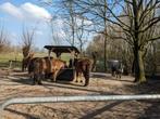 Weidegang voor IJslander, Dieren en Toebehoren, Weidegang, 2 of 3 paarden of pony's