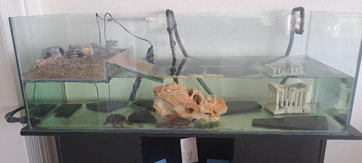 2 muskusschildpadden met toebehoren Turtle - unknown for sale from Anna