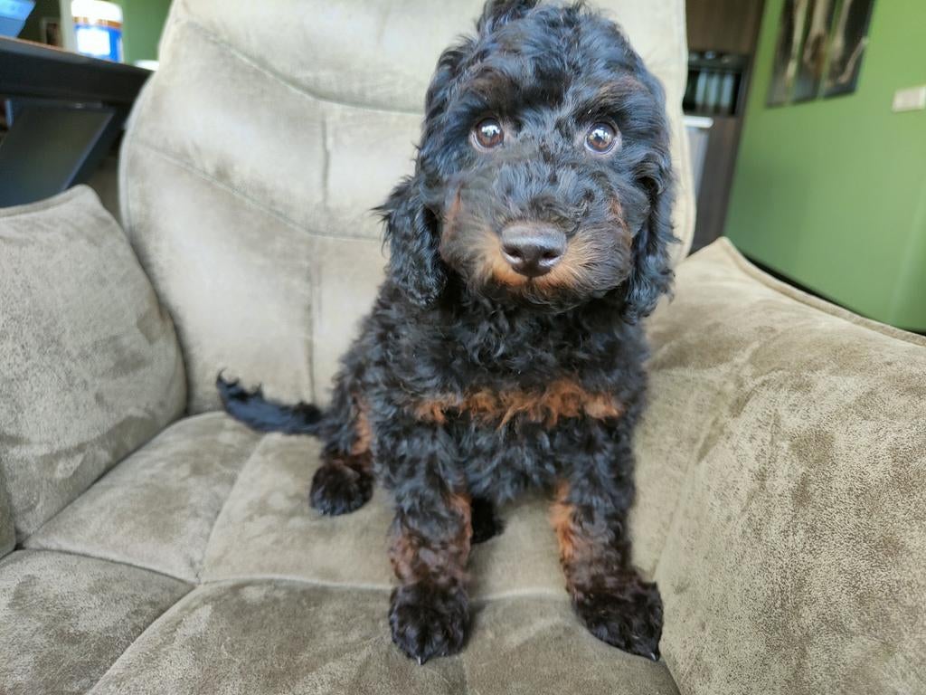 Laatste super schattige labradoodle pup, Dieren en Toebehoren, Honden | Retrievers, Spaniëls en Waterhonden, Overige rassen, 8 tot 15 weken