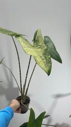 Alocasia Zebrina Variegata, Huis en Inrichting, Kamerplanten, Ophalen of Verzenden