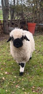 Walliser schwarznase ooi lam., Dieren en Toebehoren, Schapen, Geiten en Varkens, Vrouwelijk, Schaap