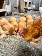 Broedeieren cochin kriel kippen, Dieren en Toebehoren, Pluimvee, Geslacht onbekend, Kip