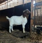 Boergeit bokjes, Dieren en Toebehoren, Schapen, Geiten en Varkens, Mannelijk, Geit, 0 tot 2 jaar