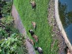 Mandarijnen, wintertaling, kaneeltaling, roodschoudertaling, Dieren en Toebehoren, Pluimvee, Meerdere dieren