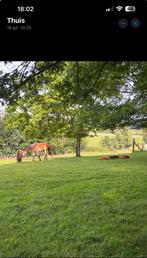 Adoptie paard of pony GEZOCHT of zeer lage prijsklasse, Dieren en Toebehoren, Stalling en Weidegang
