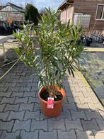 Oleander, Tuin en Terras, Planten | Tuinplanten, Ophalen of Verzenden