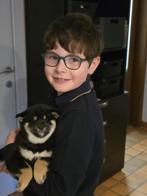 Shiba inu teefje - geteste ouders en stamboom, Dieren en Toebehoren, Honden | Poolhonden, Keeshonden en Oertypen, België, Fokker | Hobbymatig