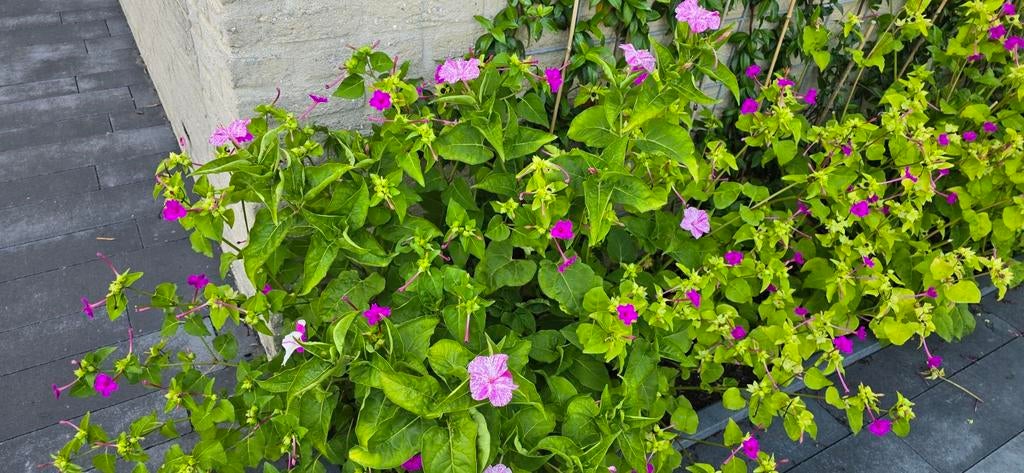 Zaden van Bella di Notte (Mirabilis japala), Tuin en Terras, Planten | Tuinplanten, Ophalen of Verzenden, Eenjarig, Overige soorten