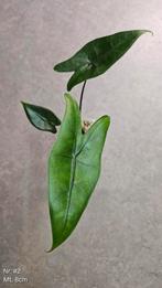 Alocasia Zebrina Black Stem #2, Ophalen of Verzenden, Overige soorten, Minder dan 100 cm