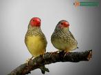 Te koop; Mooi Koppel Binsenastride geringd, Dieren en Toebehoren, Vogels | Overige Vogels, Meerdere dieren, Tropenvogel, Geringd