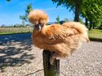 Mooie buff zijdehoenkriel hennen ., Dieren en Toebehoren, Pluimvee, Vrouwelijk, Kip