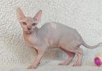 Canadese Sphynx kittens met stamboom, Dieren en Toebehoren, Katten en Kittens | Raskatten | Korthaar, Meerdere dieren, Met stamboom