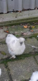 Zijdehoen kuikens, Dieren en Toebehoren, Pluimvee, Geslacht onbekend, Kip