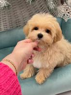 Exclusieve Maltipoo F1 pups (Maltezer/ Azian Toy Poedel), Particulier, Rabiës (hondsdolheid), Overige rassen, 8 tot 15 weken