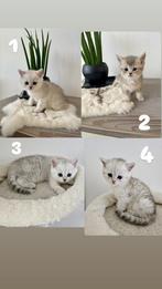 Britse korthaar kittens met stamboom, Dieren en Toebehoren, Katten en Kittens | Raskatten | Korthaar, Meerdere dieren, Met stamboom