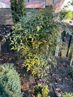 Hemelse Bamboe, Ophalen of Verzenden, Winter, Halfschaduw, Overige soorten