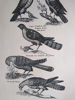 Oude prent roofvogels, Verzamelen, Foto's en Prenten, Verzenden, 1960 tot 1980, Gebruikt