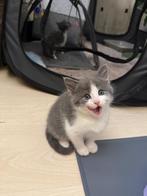 Maine coon kittens, Dieren en Toebehoren, Katten en Kittens | Overige Katten, Poes, Langharig, 0 tot 2 jaar