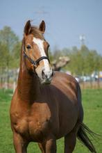 Fijne en toegankelijke allround ruin te koop, Dieren en Toebehoren, Paarden, Gechipt, Ruin, M, 11 jaar of ouder