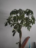 Schefflera Arboricola - Vingersboom - Luchtzuiverend, Groene kamerplant, Ophalen, Overige soorten, Halfschaduw