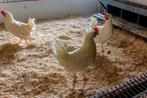 Legkippen: Witte leghorns en Bonte Leghorns., Dieren en Toebehoren, Pluimvee, Vrouwelijk, Kip