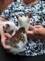 Kittens  1 kater  9 wk en 1 poes 3mnd, Dieren en Toebehoren, Meerdere dieren