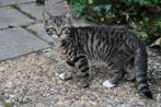 kittens, Dieren en Toebehoren, Katten en Kittens | Raskatten | Korthaar, Meerdere dieren, Ontwormd