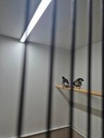 Bewezen koppen bichenow te koop., Dieren en Toebehoren, Vogels | Overige Vogels, Meerdere dieren, Tropenvogel