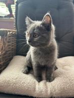 British Shorthair x Ragdoll Kittens, Meerdere dieren, Ontwormd, 0 tot 2 jaar