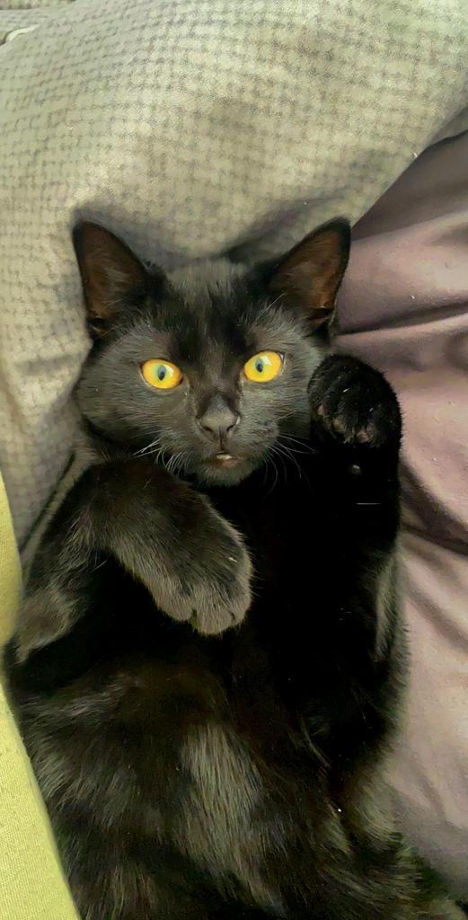 Kater te koop, Dieren en Toebehoren, Katten en Kittens | Raskatten | Korthaar, Kater